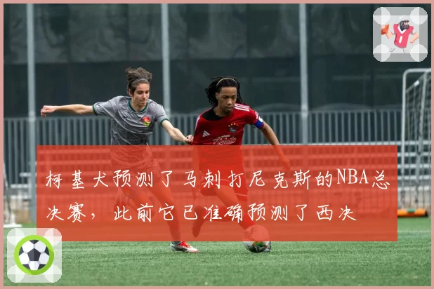 柯基犬预测了马刺打尼克斯的NBA总决赛,此前它已准确预测了西决
