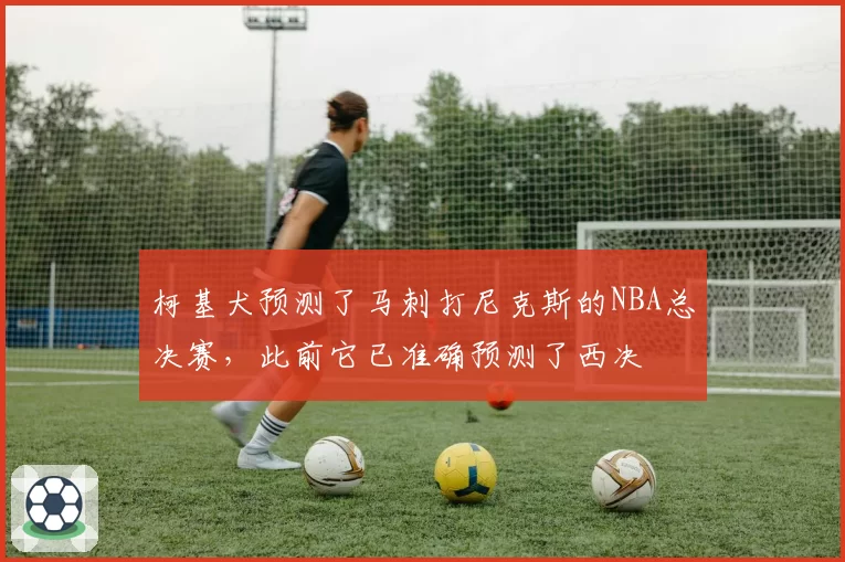 柯基犬预测了马刺打尼克斯的NBA总决赛,此前它已准确预测了西决